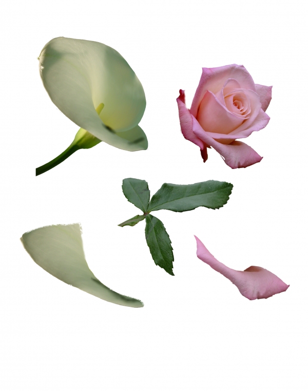 Creation of Rosealla: Step 4